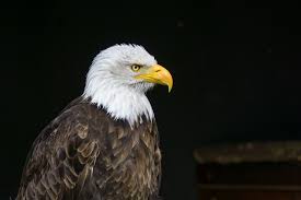 Adler